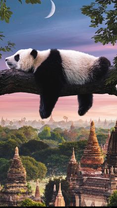 a panda bear sleeping on top of a tree branch in front of many pagodas