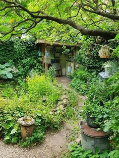 a garden with lots of green plants and trees