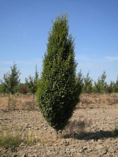 a small tree in the middle of a field