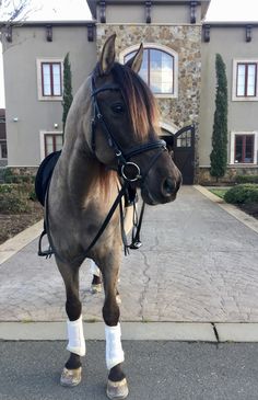 a brown horse standing in front of a house