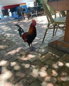 a rooster standing on the ground next to a table