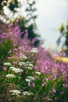 wildflowers and other flowers in a field