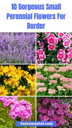 different types of flowers with the words 10 gorgeous small perennial flowers for border