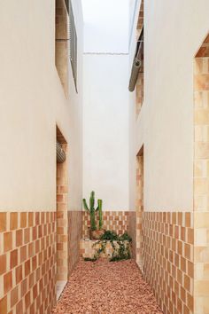 a narrow hallway with tiled walls and cactus in the center, surrounded by red bricks