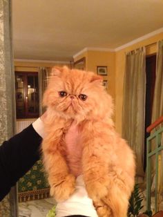 an orange cat sitting on top of a person's head in front of a mirror