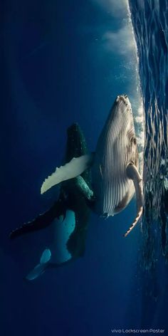 a humpback whale swims in the ocean with its mouth open and it's head above the water