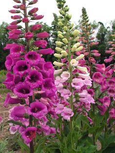 purple flowers are blooming in the garden