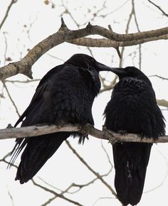 two black birds sitting on top of a tree branch with their beaks in each other's mouths