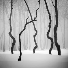 black and white photograph of trees in the snow