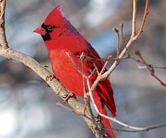 a red bird sitting on top of a tree branch