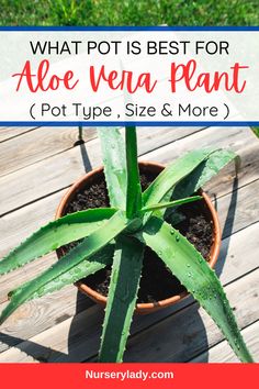 aloe vera plant with text overlay - what pot is best for aloe vera plant?