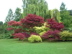 trees and shrubs in a park with green grass