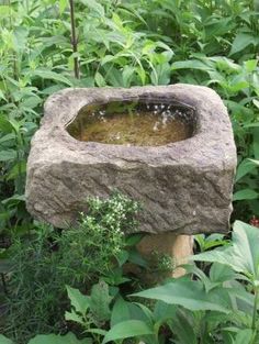 a stone bird bath in the middle of some plants