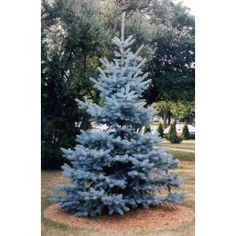 a blue christmas tree in the middle of a yard with grass and trees behind it