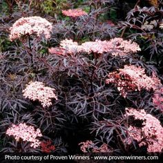 the flowers are blooming very well in the garden, and it's hard to tell what color they are