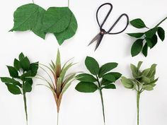 several different types of leaves and scissors on a white surface