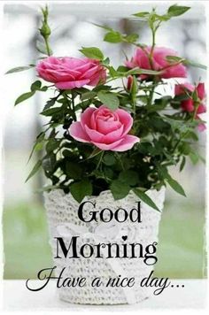 pink roses are in a white vase with the words good morning have a nice day