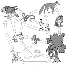 an animal life cycle worksheet with animals and other things in the diagram below