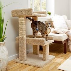 a cat standing on top of a scratching post