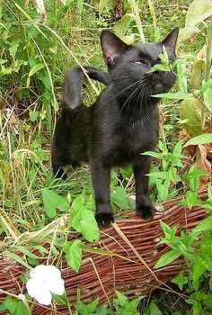 a black cat standing on top of a wicker basket in the grass next to flowers