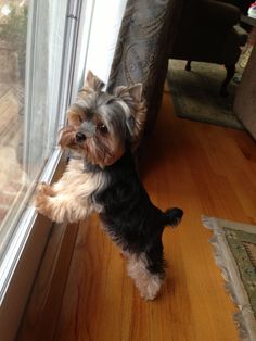 a small dog standing on top of a wooden floor next to a glass door window