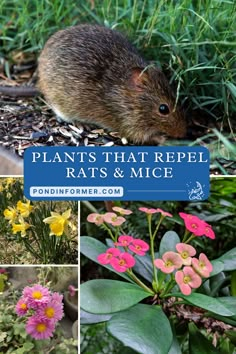 plants that repel rats and mice