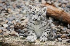 a baby snow leopard sitting on top of a pile of rocks next to a log