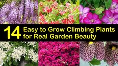 Easy Garden Flowers, Outdoor Flowering Plants, Flowers To Grow