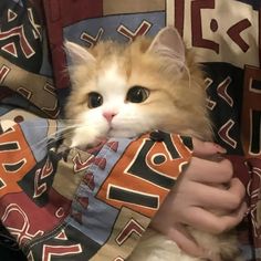 an orange and white cat sitting on top of a person's lap in a blanket