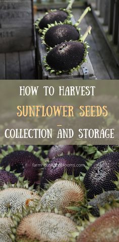 two pictures of sunflowers being harvested Harvesting Sunflower Seeds For Planting, When To Harvest Sunflower Seeds, How To Harvest Sunflower Seeds, Sunflower Harvesting, Garden Preservation, Harvest Sunflower Seeds, Planting Sunflower Seeds, Starting Garden, Harvesting Seeds