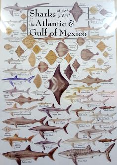 a poster with different types of sharks and other sea creatures on it's side