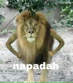 a lion standing on its hind legs with the caption what do you mean?