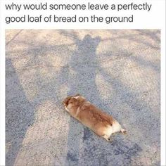 a brown and white dog laying on top of a road next to a shadow of a person