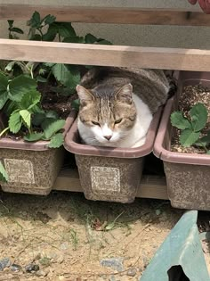 a cat is sitting in a flower pot on the ground next to some planters