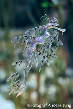 a sea horse is hanging from a branch