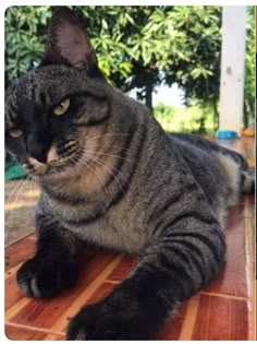 a cat laying on top of a wooden floor next to a green bush in the background