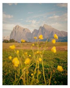 some yellow flowers in the grass and mountains