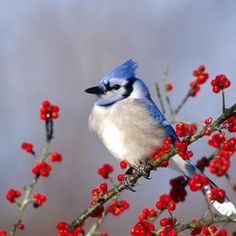 a blue and white bird sitting on top of a red berry tree