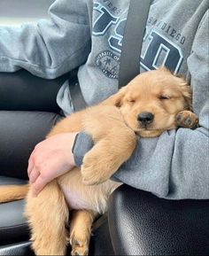 a person is holding a puppy in their lap while sitting in a car with his arm wrapped around him