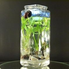 a glass vase filled with water and plants