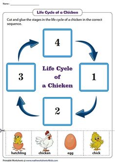 the life cycle of a chicken worksheet for children to learn how to read it