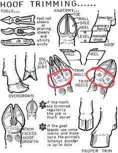 the instructions for how to use shoe trimming