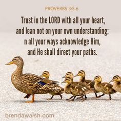 a group of ducks standing next to each other on top of snow covered ground with the words provers 536 trust in the lord with all your heart, and lean not