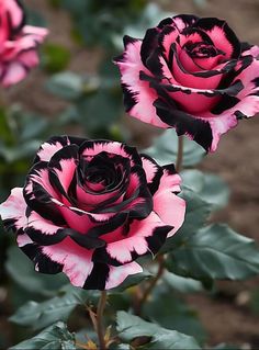 two pink and black roses with leaves in the foreground, one is blooming