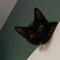 a black kitten peeking over the edge of a white wall with its eyes wide open