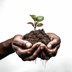 two hands holding soil with a plant growing out of it