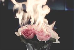 two pink roses are in a vase with flames