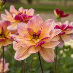 some pink and yellow flowers are in the grass