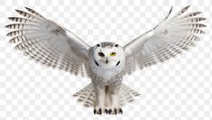 an owl is flying with its wings spread