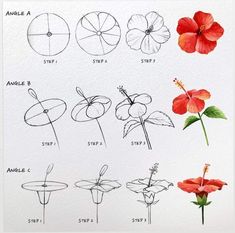 an image of different types of flowers in the same drawing style as well as how to draw them